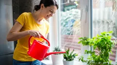 Temperatura vode je važnija nego što se čini: kako hlađenje korijena usporava fotosintezu i rast