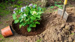 Zašto hortenzija ne cvjeta iako izgleda zdravo: glavna pogreška pri rezidbi