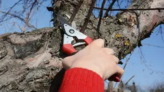 Kako orezati staru jabuku da opet rodi: pravilo 25% koje spašava stablo