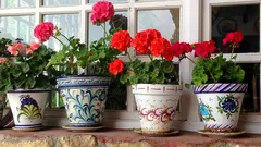 Zašto geraniji venu nakon rezidbe: najčešća pogreška pri presađivanju u veći lonac