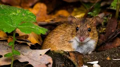 Djeluju li ultrazvučni uređaji protiv glodara? Što zaista djeluje u vrtu i voćnjaku?