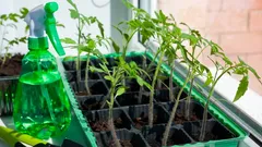 Sadnice rajčice bez fitolampe: 4 pravila za snažne i kompaktne biljke