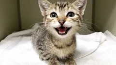 Znaju li mačke smijati se? Evo 5 manje očiglednih znakova sretne mačke.