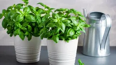 Domaći bosiljak koji veseli cijelu sezonu: jednostavni trikovi