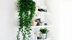 Mit o bršljanu koji pročišćava zrak: što se zapravo događa s prašinom u stanu