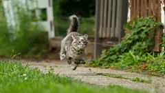 Mačka u turbo režimu nakon toaleta: kako razlikovati energiju od zdravstvenog problema