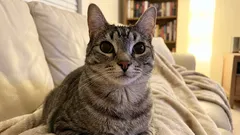 Misliš li da te tvoja mačka ignorira? Zapravo, ona samo sve izračunava.