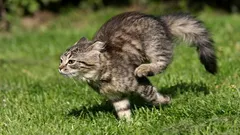 Gonjenje mačke po stanu povećava stres: što učiniti umjesto toga