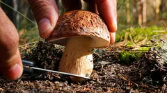Rezanje ili branje gljiva: što znanost kaže i kako brati bez oštećivanja šume