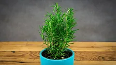 Miris koji se već stoljećima povezuje s pamćenjem — i što o tome danas kaže znanost