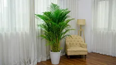 Hamedorea u stanu: jednostavna pravila koja spašavaju lišće