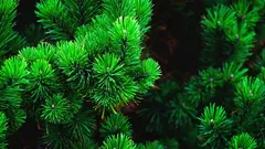 Borove iglice u vrtu: 10 praktičnih primjena koje štede rad i vodu