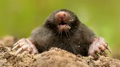 Kako se riješiti krtica u vrtu bez uništavanja tla: metode koje stvarno djeluju