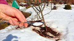 Isplati li se gnojiti po snijegu i ako da, kako i kada to pravilno učiniti?